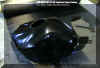 Monocoque-setup, Fueltank-Cover1.jpg (138973 Byte)